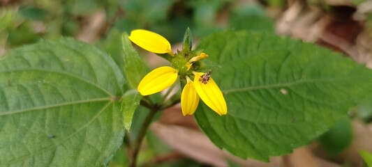 Bright Yellow Wildflower with Few Petals Remaining – Faded Blossom After Petal Fall in Natural Setting