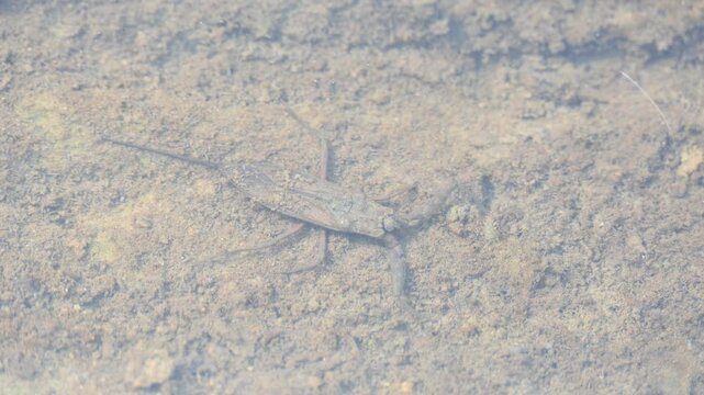 Water scorpions. Nepidae&nbsp;is a family of aquatic&nbsp;Heteropteran&nbsp;insects&nbsp;in the order&nbsp;Hemiptera. Its called&nbsp;water scorpion&nbsp;for their superficial resemblance to&nbsp;scorpions. Needle bugs or water stick insect