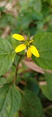 Obraz premium Bright Yellow Wildflower with Few Petals Remaining – Faded Blossom After Petal Fall in Natural Setting
