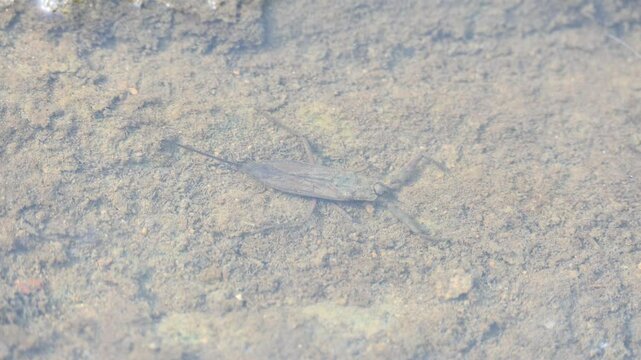Water scorpions. Nepidae&nbsp;is a family of aquatic&nbsp;Heteropteran&nbsp;insects&nbsp;in the order&nbsp;Hemiptera. Its called&nbsp;water scorpion&nbsp;for their superficial resemblance to&nbsp;scorpions. Needle bugs or water stick insect