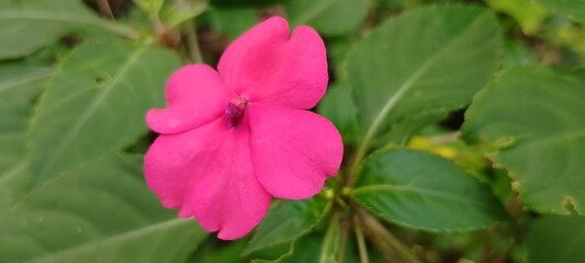 Beautiful Pink Pacar Air Flower in Full Bloom – Tropical Ornamental Plant with Bright Petals in Garden Scene