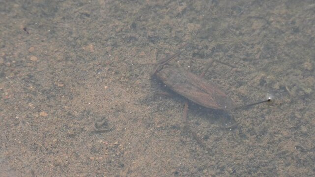 Water scorpions. Nepidae&nbsp;is a family of aquatic&nbsp;Heteropteran&nbsp;insects&nbsp;in the order&nbsp;Hemiptera. Its called&nbsp;water scorpion&nbsp;for their superficial resemblance to&nbsp;scorpions. Needle bugs or water stick insect