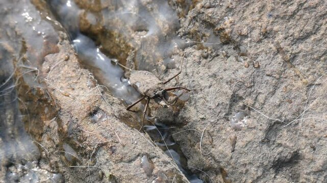 Water scorpions. Nepidae&nbsp;is a family of aquatic&nbsp;Heteropteran&nbsp;insects&nbsp;in the order&nbsp;Hemiptera. Its called&nbsp;water scorpion&nbsp;for their superficial resemblance to&nbsp;scorpions. Needle bugs or water stick insect
