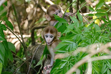 Cutest Ever Baby Monkey Rhesus Macaques 