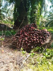 palm fruit in a palm plantation