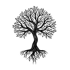 Fototapeta premium Acacia tree isolated on white background