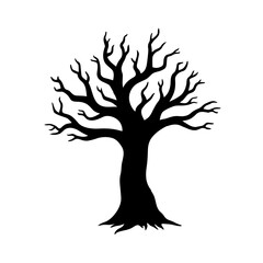 Acacia tree isolated on white background