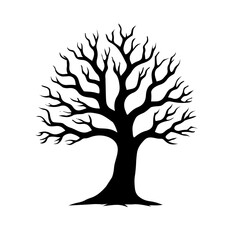 Acacia tree isolated on white background