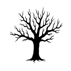 Fototapeta premium Acacia tree isolated on white background