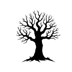 Acacia tree isolated on white background