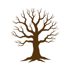 Acacia tree isolated on white background