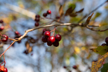 Closeup of red berries on a branch in sharp focus, with colorful autumn background.