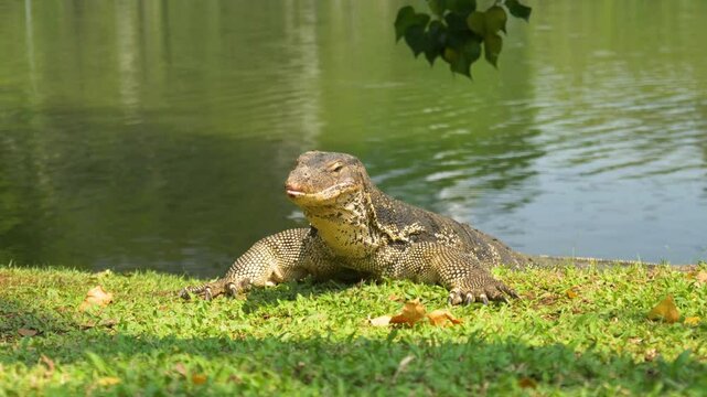 Portrait Of A Komodo Dragon In Lumpini City Park Of Bangkok, Thailand. Close-up Shot