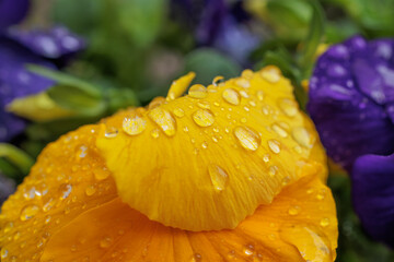 vista ultra macro di gocce d'acqua sui petali gialli di un fiore, di giorno, in primavera