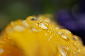 vista ultra macro di gocce d'acqua sui petali gialli di un fiore, di giorno, in primavera