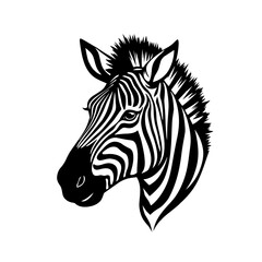 zebra isolated on white background