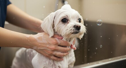 white dog being washed in the bathroom