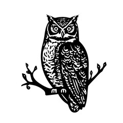owl on a branch