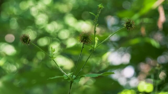 Colewort, Clove root, St Benedict's herb, Avens,Geum urbanum, herb, wood avens, herb Bennet, Nelkenwurz