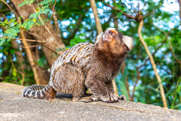 Marmoset Monkey in tropical jungle rainforest Rio de Janeiro Brazil.
