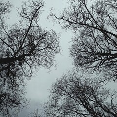 silhouette of branch trees in sky