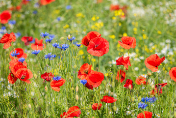 Swedish Midsummer field of flowers with red, blue and yellow flowers. The flowers are in full bloom...