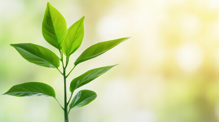 Young green plant with fresh leaves growing in soft natural light, symbolizing growth and renewal in bright environment