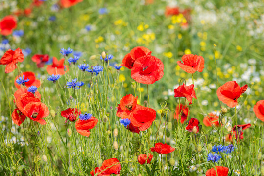 Swedish Midsummer field of flowers with red, blue and yellow flowers. The flowers are in full bloom and the colors are vibrant. 