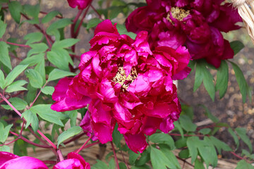 Peony blooming in Japan