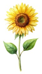 Fototapeta premium Beautiful watercolor painting of a sunflower with a long green stem and leaves