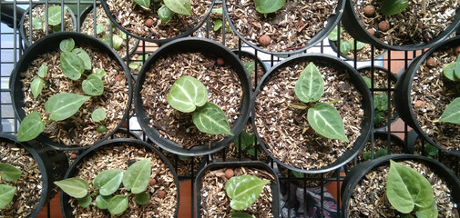 Green leaves in a pot