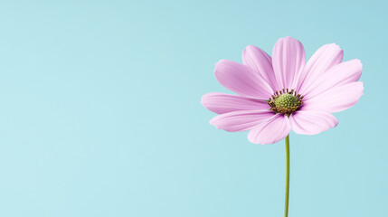 Softly glowing pink flower with delicate petals and green center on light blue background, evoking calm and beauty