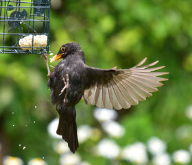 starlings feeding in the garden feeders
