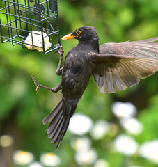 starlings feeding in the garden feeders
