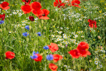 Obraz premium Swedish Midsummer field of flowers with red, blue and yellow flowers. The flowers are in full bloom and the colors are vibrant. 