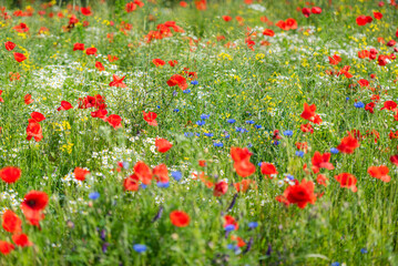 Swedish Midsummer field of flowers with red, blue and yellow flowers. The flowers are in full bloom and the colors are vibrant. 