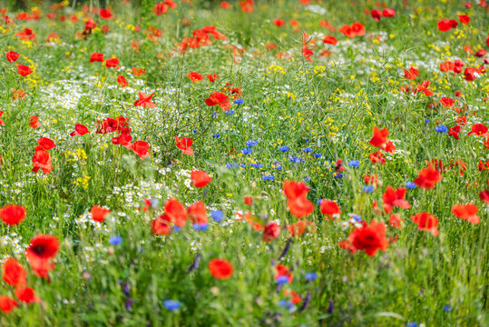 Swedish Midsummer field of flowers with red, blue and yellow flowers. The flowers are in full bloom and the colors are vibrant.  - Powered by Adobe