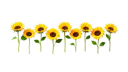 Sunflowers in a Row © Md Foyez