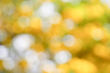 Soft yellow bokeh from Dok Ruang Phueng flowers in sunlight