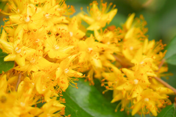 Golden blooming Dok Ruang Phueng (Yellow Star) flower cluster in natural light