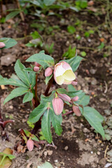 Flowers that bloom in the cold early spring.