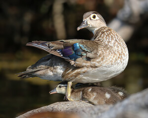 Precious Wood Duck Duckling Tucked Safely Under Mom
