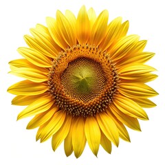 Striking close up view of a vibrant yellow sunflower against white background