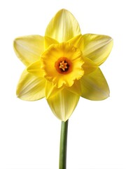 A stunning close up shot of a single yellow Daffodil bloom