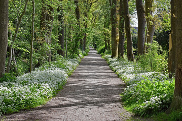Obraz premium Forrest road with a lot of Wild Garlic