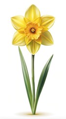 Fototapeta premium Beautiful Yellow Daffodil Blossom with Green Leaves on a White Background