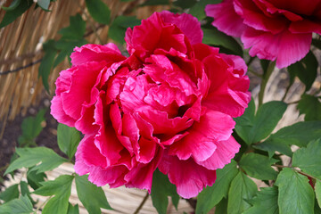 Peony blooming in Japan