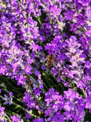 bee on lavender