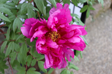 Fototapeta premium Peony blooming in Japan