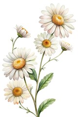 Fototapeta premium Elegant Watercolor Illustration of Daisies in Bloom Against a White Background